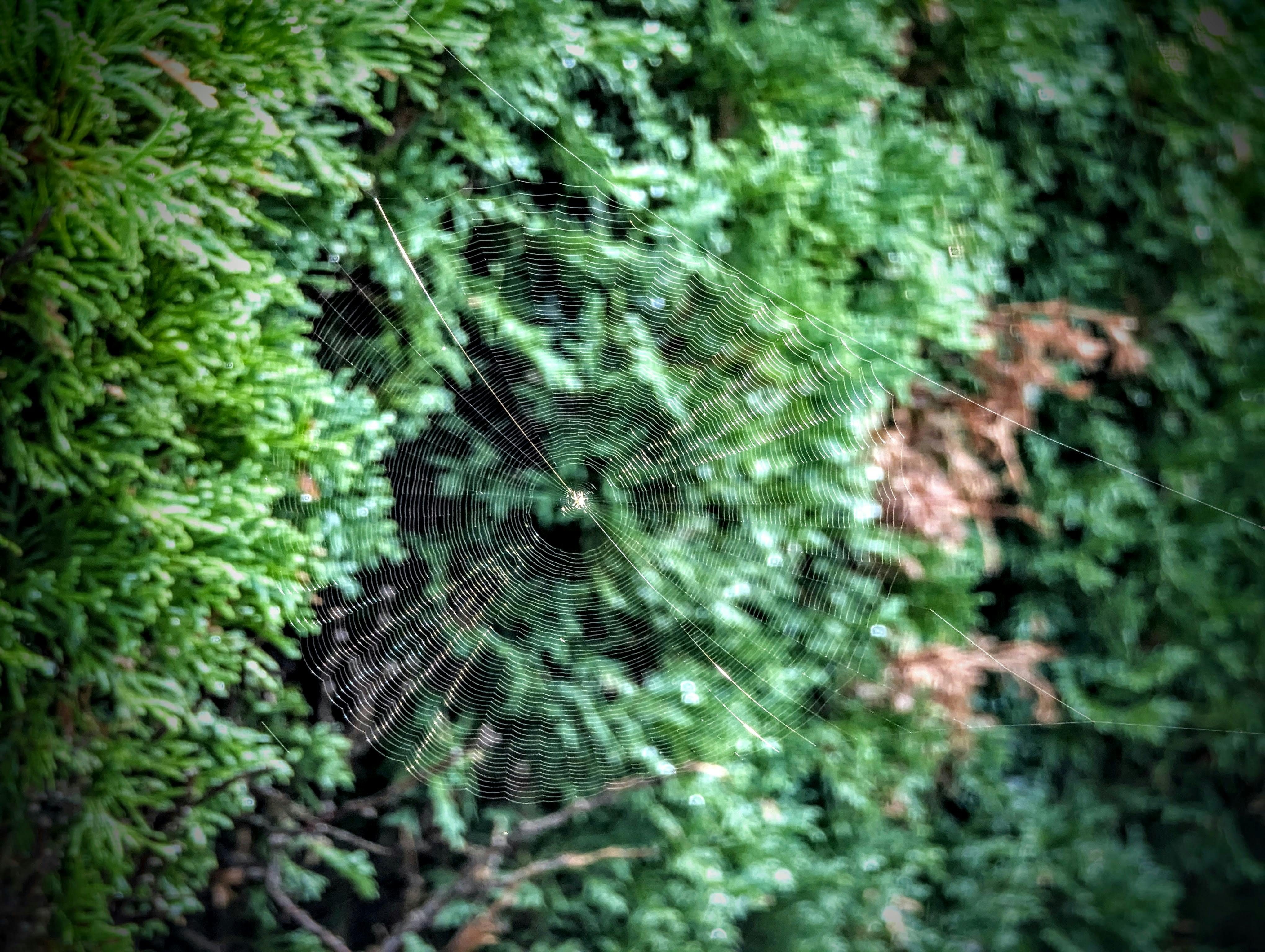 Decorative category image